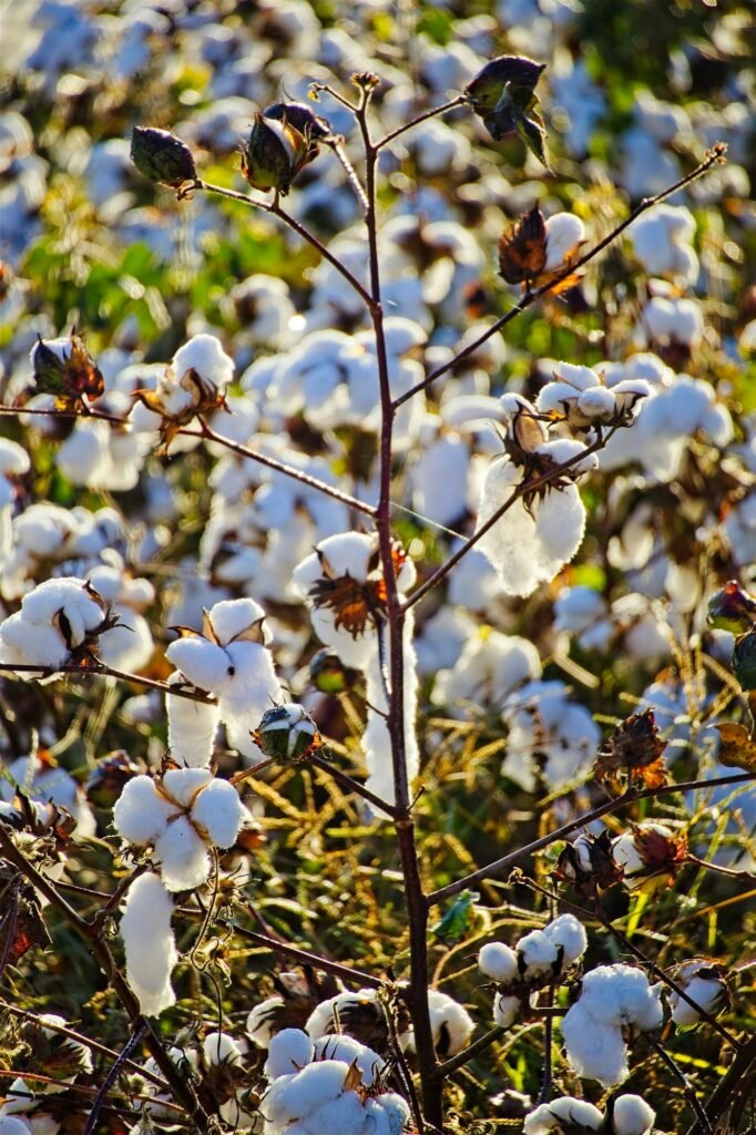 Cotton plants with open white bolls